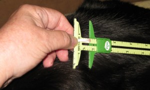 Flatten the ribbon and measure the length required for the buttonhole (my cat, Beau, decided to help me!)